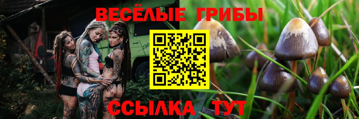 Бердск  Псилоцибиновые грибы Psilocybe  Вход с VPN 